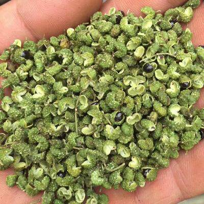 九叶青花椒种子一斤育苗专用金阳特香特麻2017年秋收新货麻椒种子