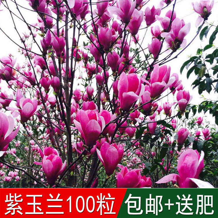 新采行道树种玉兰种子玉兰花紫玉兰白玉兰广玉兰园林绿化常用品种