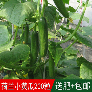 溢芳种业出售蔬菜水果籽黄瓜种子荷兰小黄瓜青瓜唐瓜吊瓜