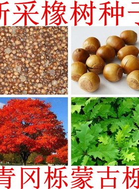 麻栎榨树 橡树种子 青冈栎树种子 蒙古栎 象树橡子种子 栎树 柞树
