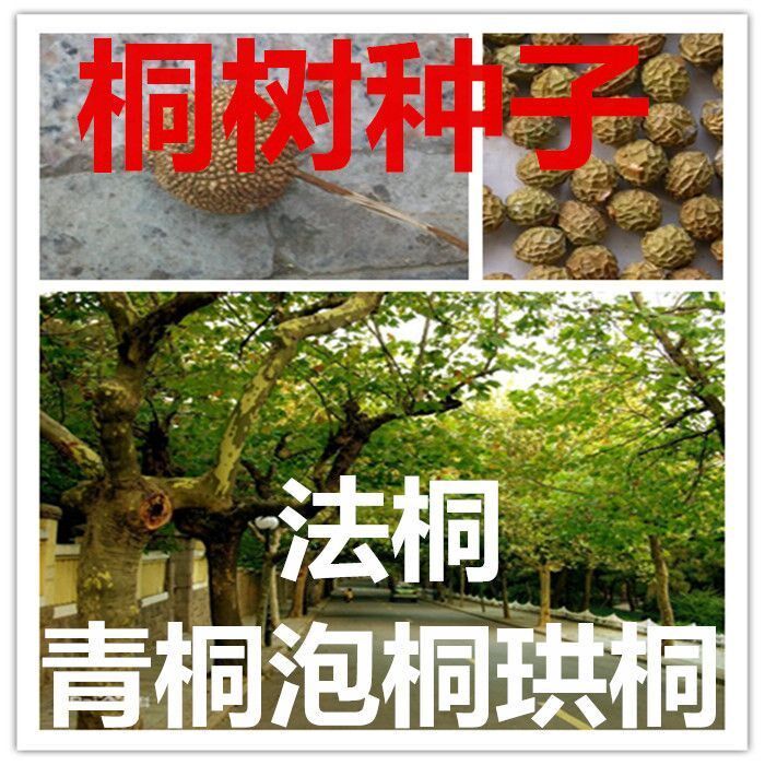 法桐种子 青桐 油桐 水桐 梧桐 泡桐树林木种子