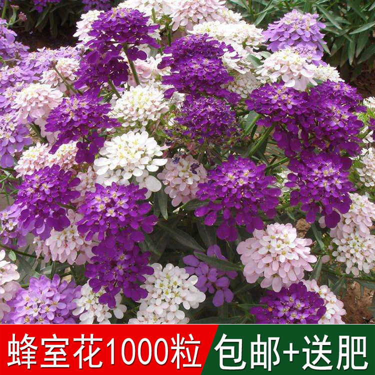 阳台庭院花种子花海专用草籽蜂室花种子耐寒花卉四季可播