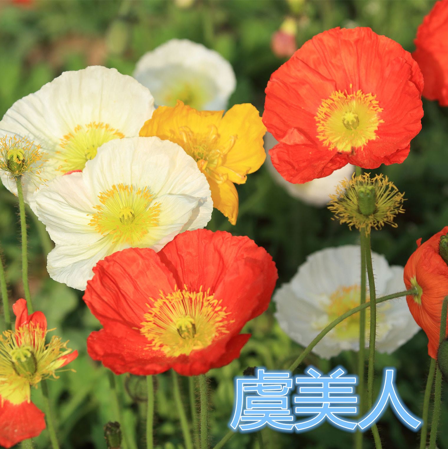 冰岛虞美人花种子籽耐阴植物种子室内阳台庭院四季种易活开花不断