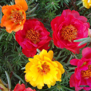 重瓣太阳花种子松叶牡丹室内阳台庭院盆栽花草种子四季播种易成活