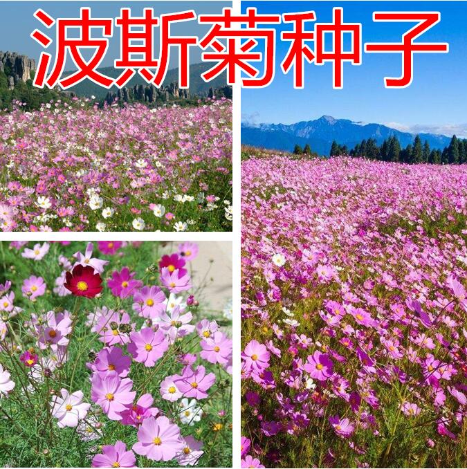 波斯菊种子野花组合百日草四季种易活花卉速生工程绿化花籽格桑花