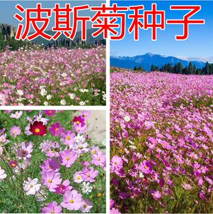 波斯菊种子野花组合百日草四季种易活花卉速生工程绿化花籽格桑花