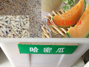 散装出售观果种子 哈密瓜种子 瓜果种子 可盆栽四季种植包邮易种