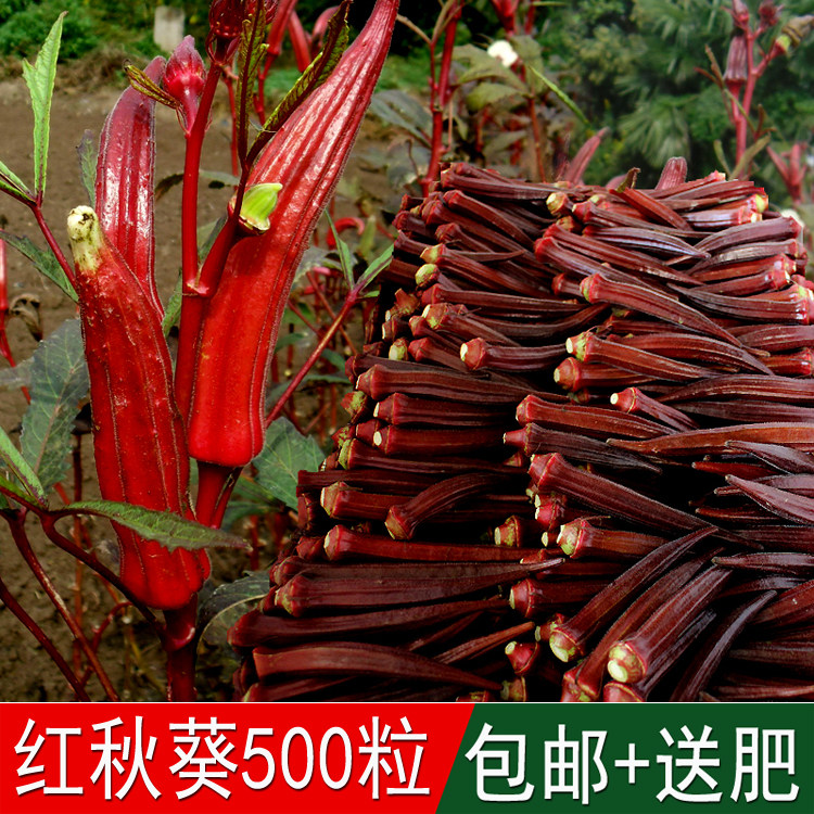 日本农家田园蔬菜籽黄秋葵种子红秋葵食用蔬菜营养价值高蔬菜