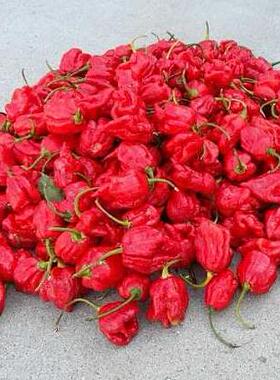 英国代买Insane Carolina Reaper Seeds卡罗莱纳死神辣椒10籽种子