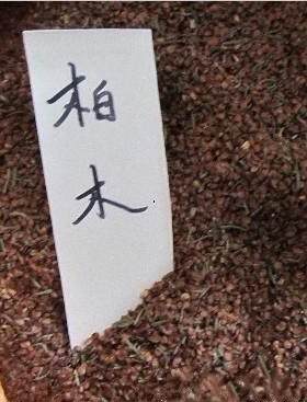 出售当年新采林木种子 柏木种子 柏树 香扁柏 垂丝柏 璎珞柏种子