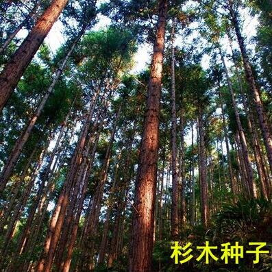 新采速生杉木种子 刺杉种子 沙树杉树水杉柳杉冷杉落羽杉油杉种子