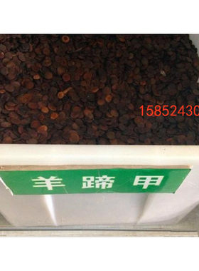 红花羊蹄甲种子 宮粉羊蹄甲 洋紫荆 红花紫荆 弯叶树种子 包邮