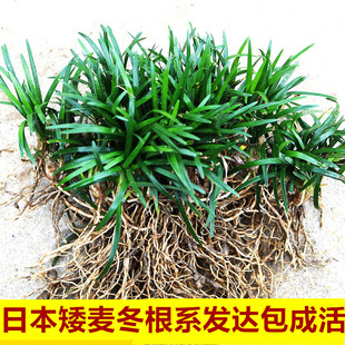 金边麦冬草苗玉龙草矮麦冬草日本矮生麦冬草植物日本矮麦冬苗包活