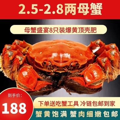 鲜活大闸蟹8只全母蟹大螃蟹母2.5