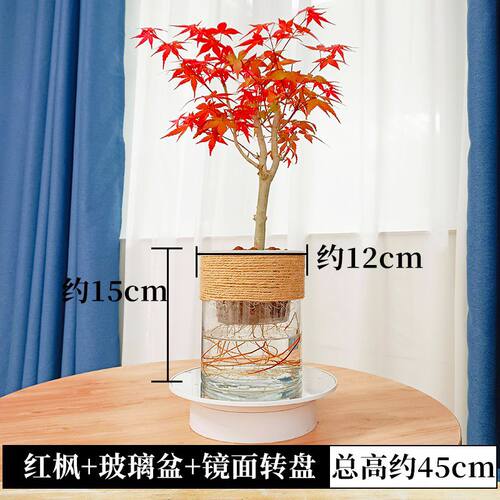 水培红枫树苗盆景老桩观