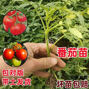 番茄苗番茄秧苗大粉沙瓤口感西红柿种苗草莓番茄圣女果蔬菜种子苗