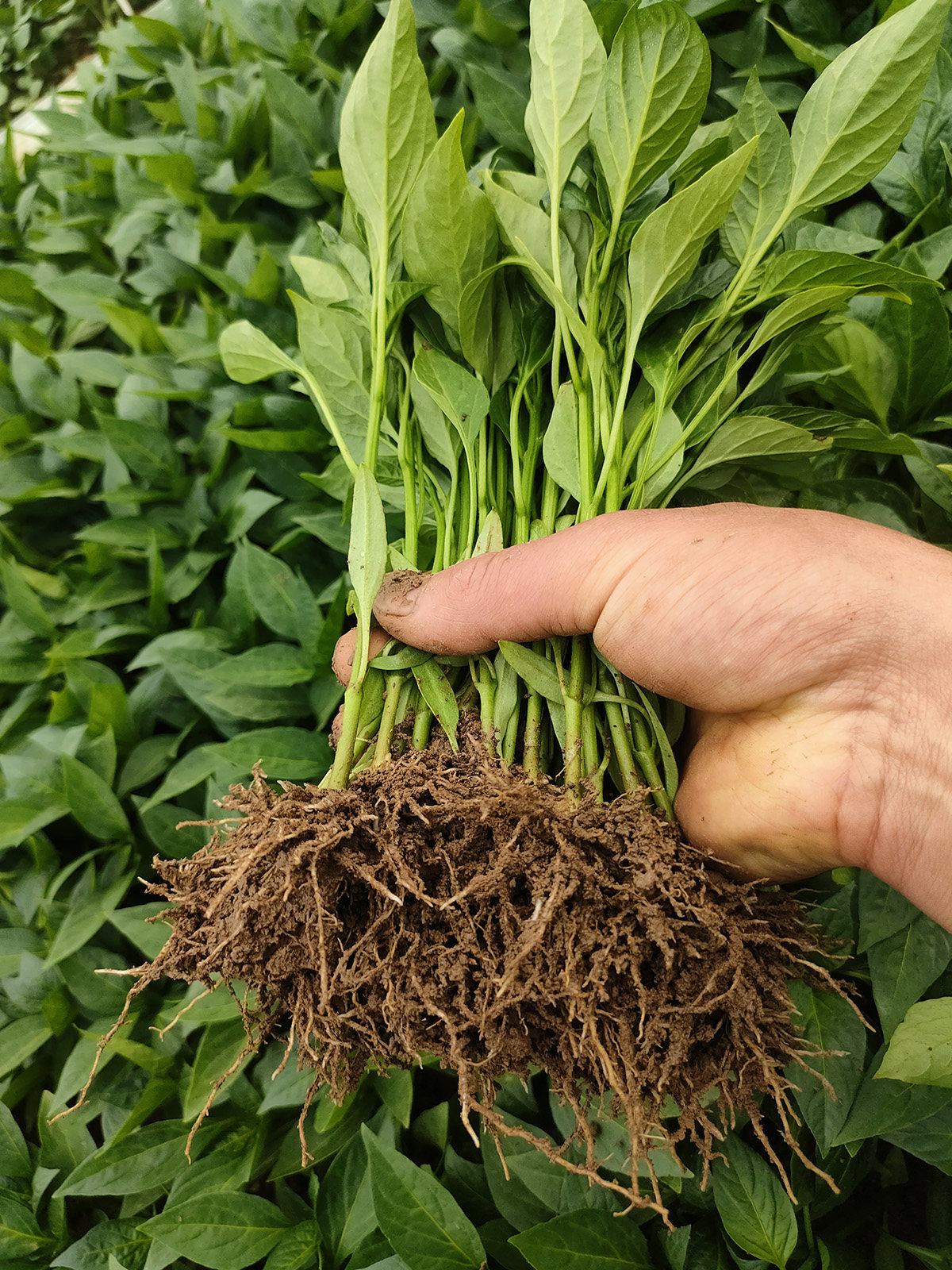 500棵批发产地直供辣椒苗批发薄皮菜辣椒秧苗菜椒线椒条椒螺丝椒