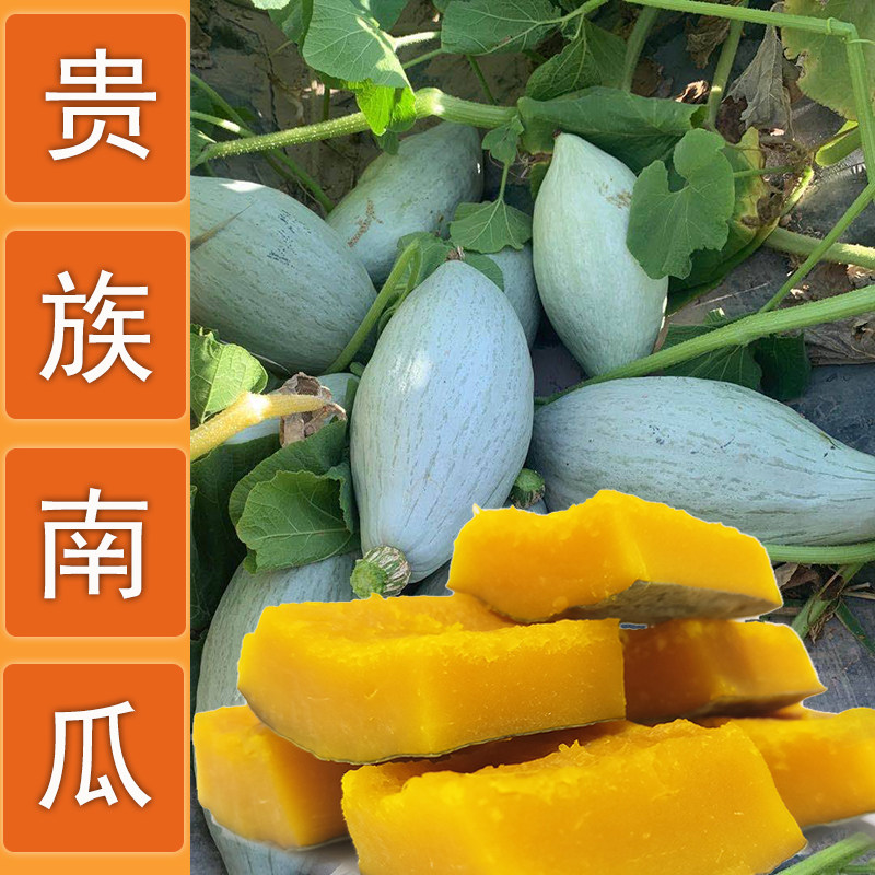 新疆金丝贵族南瓜板栗南瓜种子香甜面小南瓜丑瓜春秋高产抗病种籽