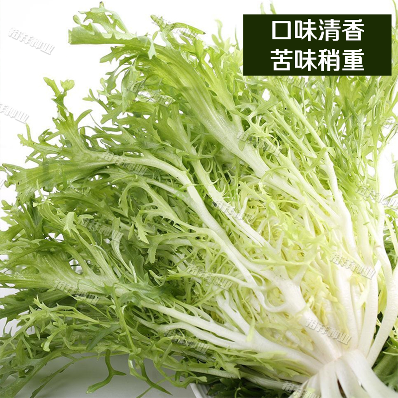 农家盆栽基地蔬菜苦苣种子包邮