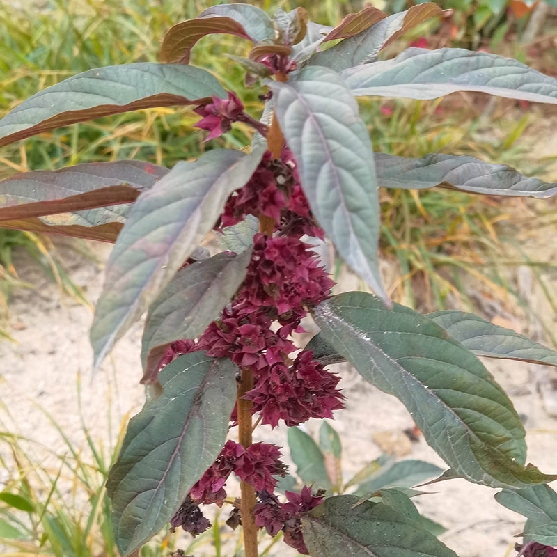 白花鬼灯笼深山新鲜鬼点火鬼灯笼苦灯笼灯笼草岗灯笼500g干品另售