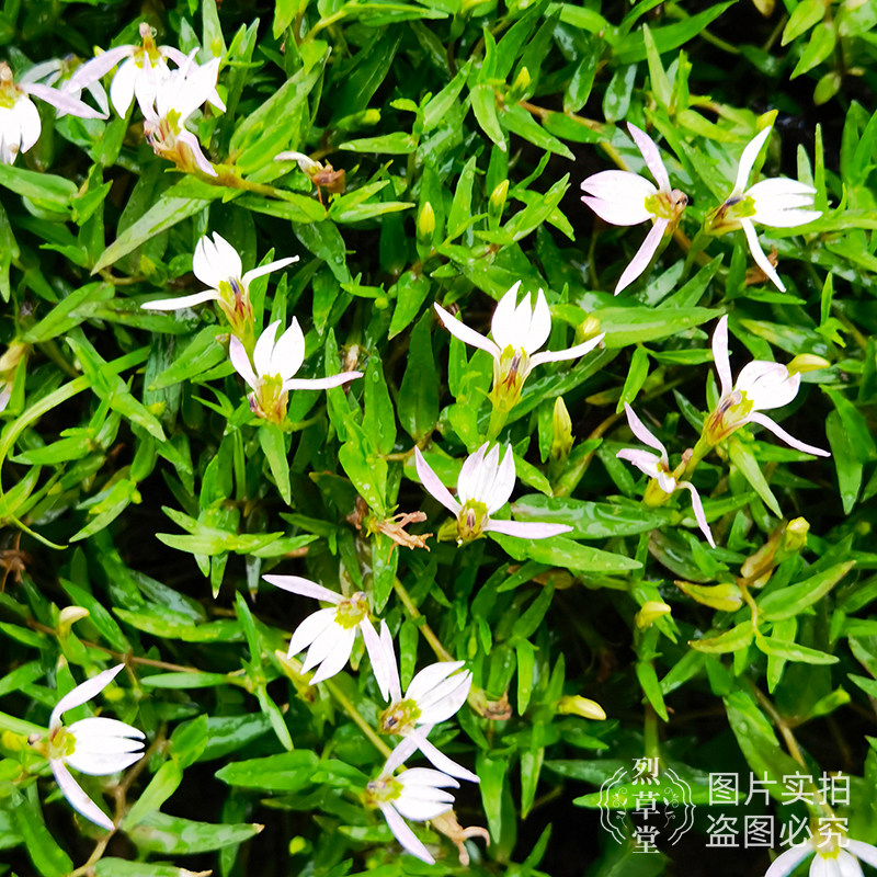 半边莲天然新鲜蛇利草细