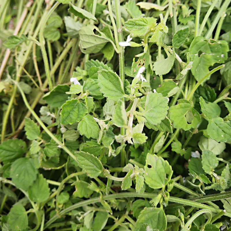 新鲜茶匙红白花茶时红天然耳爬草老虎花白风轮菜白地塔仔草