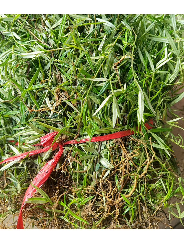 乌骨蛇舌草新鲜山尖草500g正宗潮汕中草药农家百花S舌草干品另售