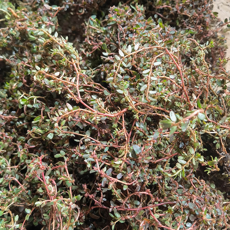 地锦草新鲜奶浆奶汁草血见愁小飞扬500g现采草药材铺地红血草