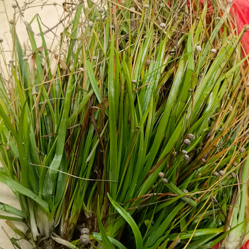 新鲜天然雷公草戴星草谷精草