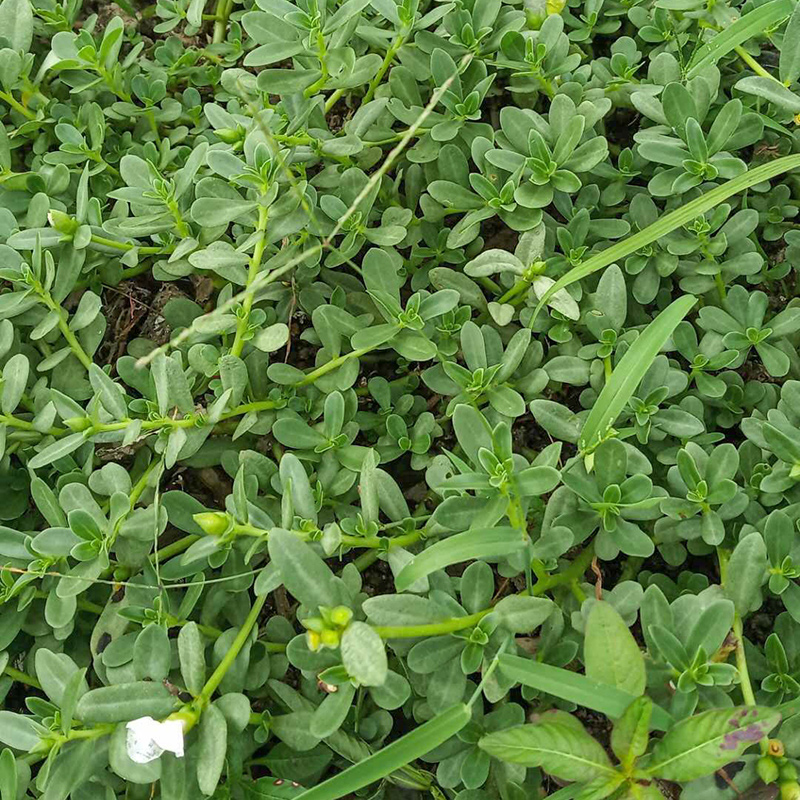 白花老鼠耳假马齿苋白猪母菜