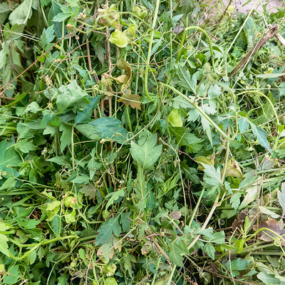倒地铃新鲜现采带藤苦楝野外天然三角藤假苦瓜500g心豆藤中草药材