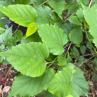 潮汕桑枝叶桑葚树枝条带叶天然新鲜 蚕宝宝饲料 中草药材现采500g