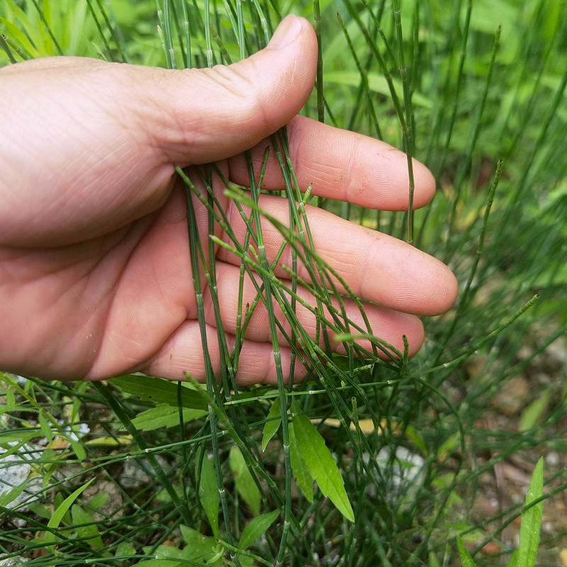 节节草新鲜天然土木贼草锁眉草笔杆节骨草锉草问荆现采农家中草药
