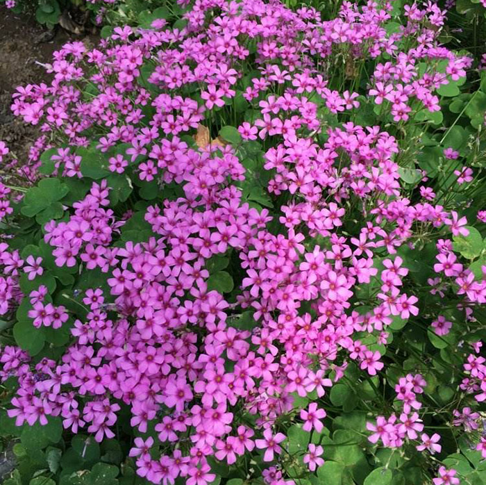 园林绿化苗木庭院地被植物红花酢浆草红花醡浆草红花草三叶幸运草