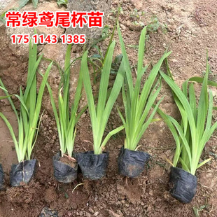 水生常绿鸢尾盆栽苗小杯苗袋苗浮岛苗木绿化净化水质菖蒲四季常绿