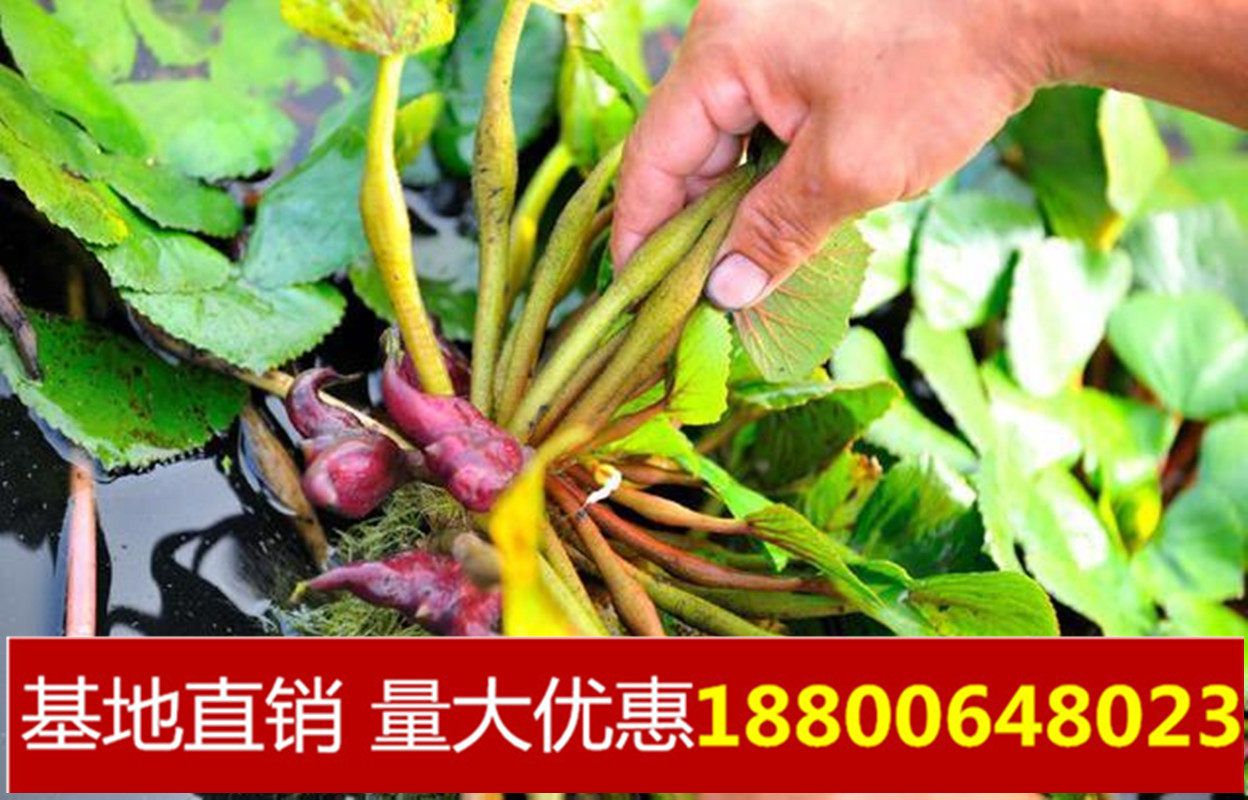 水生植物四角红菱角种子苗 两角桌面绿植