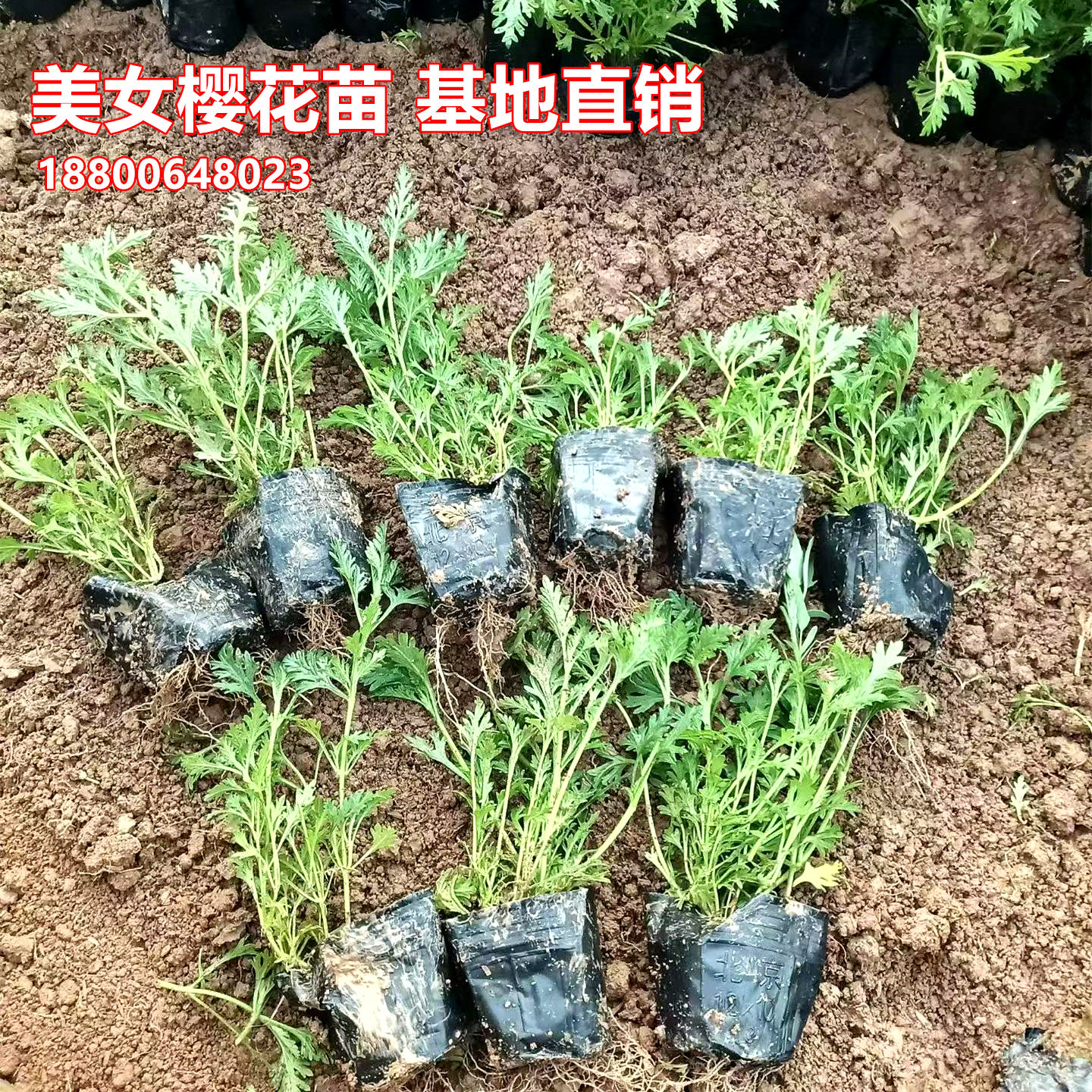 200盆美女樱花苗盆苗袋苗耐旱