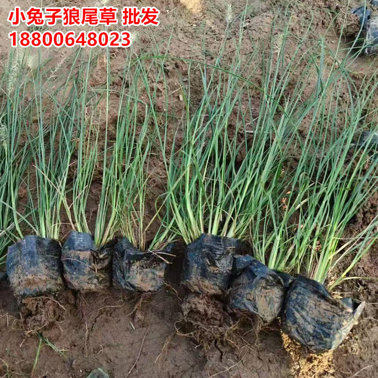 小兔子狼尾草苗狼尾草芒草盆栽袋苗小杯苗一丛观赏花草花海植物