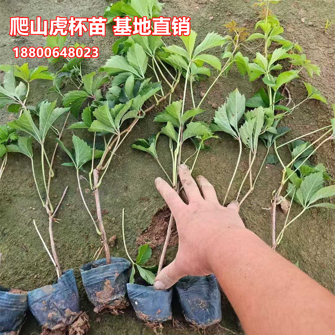 200盆五叶地锦苗爬山虎盆苗