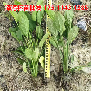 泽泻苗盆栽小杯苗袋苗水生植物挺水花卉河道湿地种植浮岛花卉