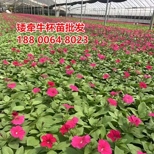 矮牵牛花苗宿根观赏花卉耐寒耐旱湿地花卉花镜植物牵牛花苗