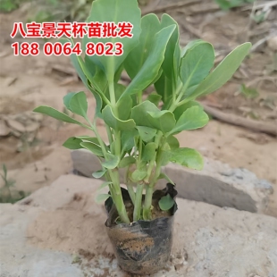八宝景天花苗杯苗袋苗小杯苗花草三七蝎子草观赏宿根花卉