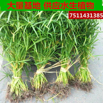 100株挺水植物水竹水棕竹风车草水生水培植物旱伞草黄菖蒲再力花