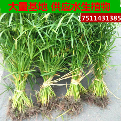 100株挺水植物水生水培植物