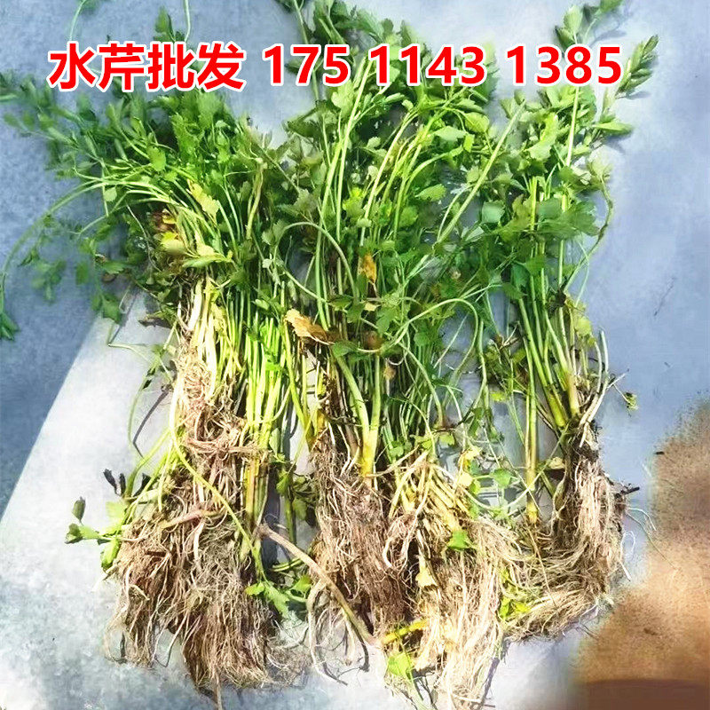 水芹苗野生水芹花苗盆栽湿地食用水芹菜苗水生植物河道种植