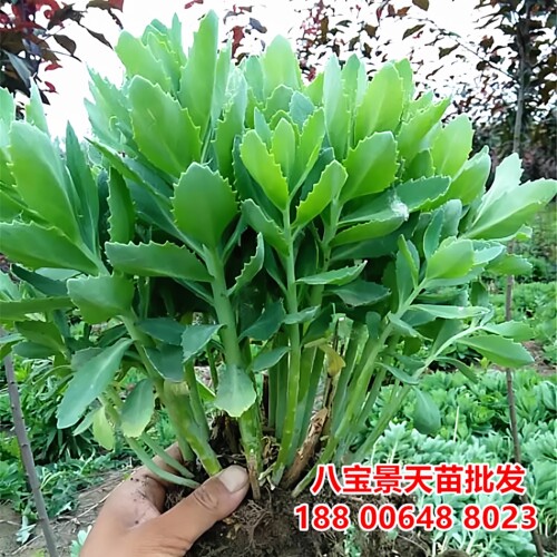 八宝景天花苗三七蝎子草蚊虫叮咬
