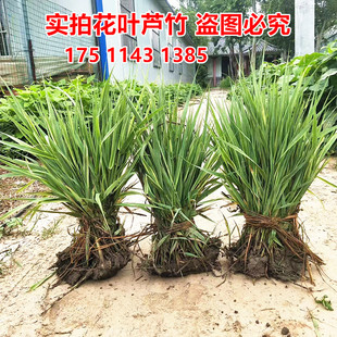 花叶芦竹苗水生植物花卉花叶芦苇苗金叶芦苇池塘苇根苗河道苗木