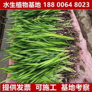 石菖蒲水菖蒲蒲棒水生植物挺水植物沼泽过滤造景耐阴寒花卉