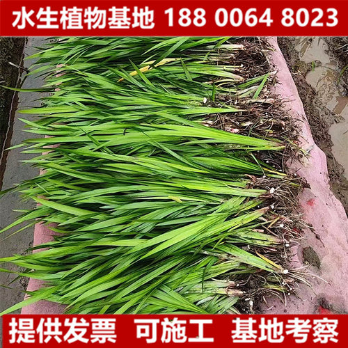 石菖蒲水生植物耐阴寒花卉