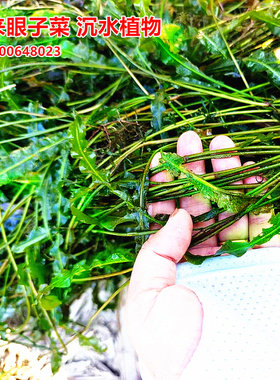 马来眼子菜苗沉水净水河道水草